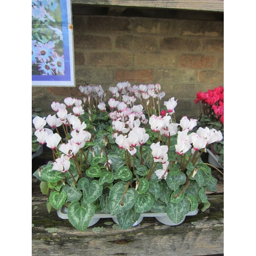 3075 - 14 White Mini Cyclamen