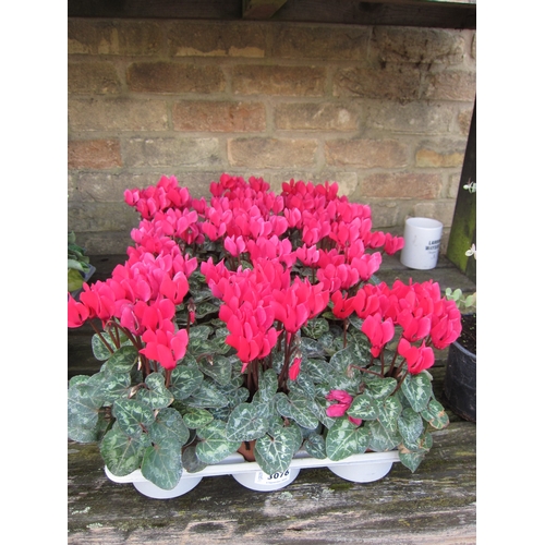 3076 - 14 Red Mini Cyclamen