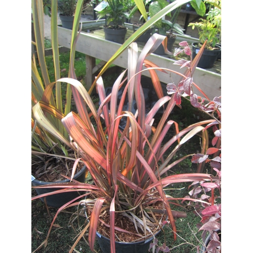 3137 - Rainbow Phormium