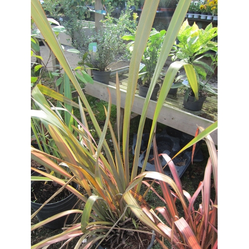 3138 - Rainbow Phormium