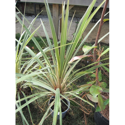 3145 - Variegated Cordyline