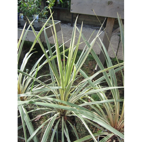 3146 - Cordyline 