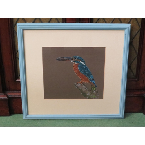 4043 - SARAH CLARKE (XX): A framed and glazed acrylic on paper of Kingfisher with catch.  Signed bottom rig... 