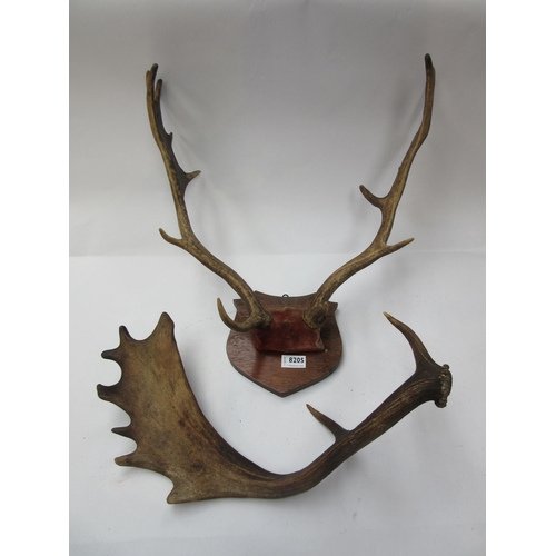 8205 - A set of mounted deer antlers and one other