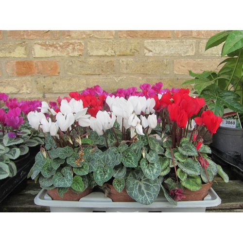 3061 - 15 mixed Cyclamen