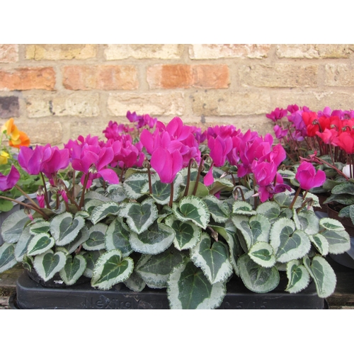 3062 - 15 purple Cyclamen