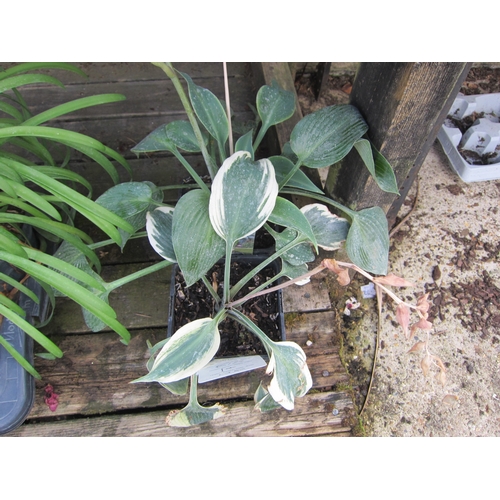 3069 - 2 Hosta