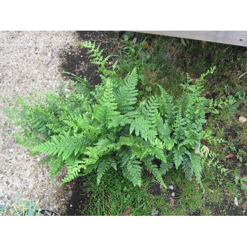 3097 - 3 Polystichum Fern