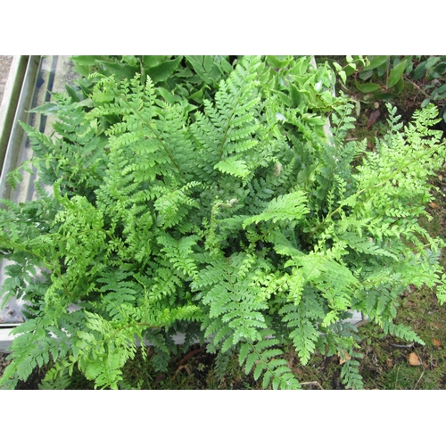 3098 - 3 Polystichum Fern