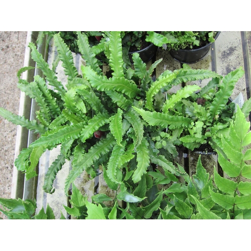 3101 - 3 Asplenium Fern