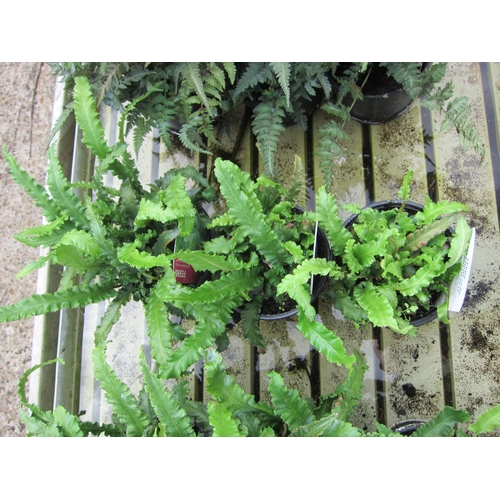 3102 - 3 Asplenium Fern