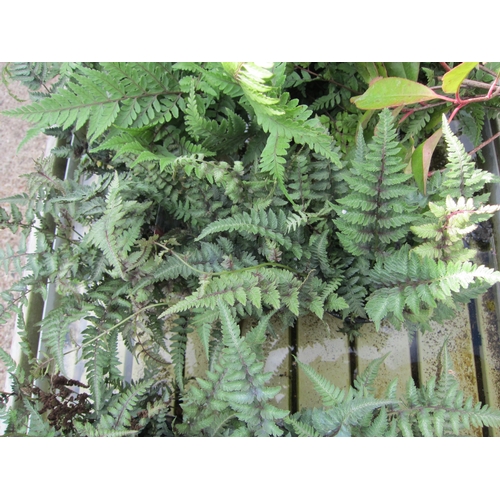 3104 - 3 Athyrium Fern