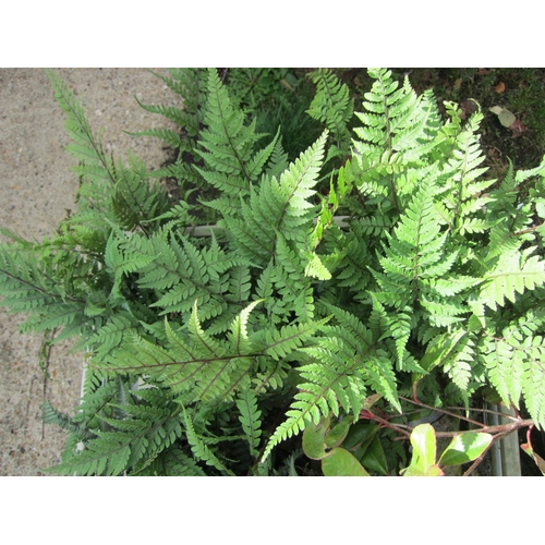 3105 - 3 Dryopteris Fern