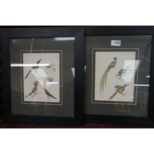 2088 - A pair of 19th Century hand-coloured prints of exotic birds, framed and glazed