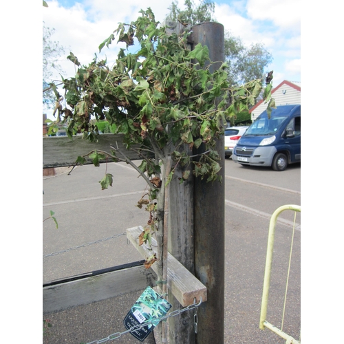 3001 - A standard Liquidambar (Gumball)