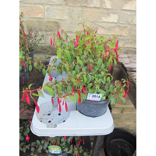 3016 - 3 hardy Fuchsia 