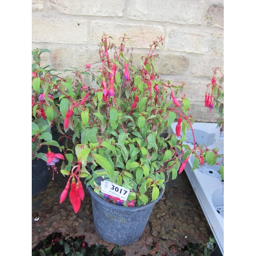 3017 - 3 hardy Fuchsia 