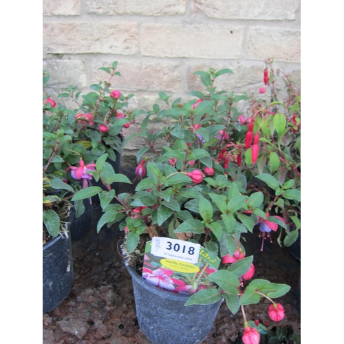 3018 - 3 hardy Fuchsia 