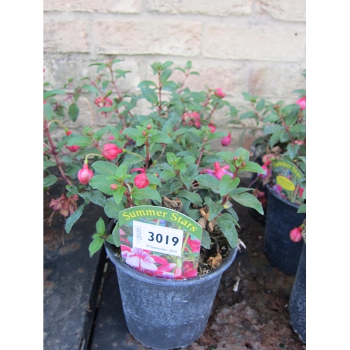 3019 - 3 hardy Fuchsia 