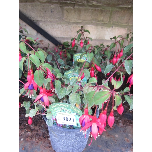 3021 - 3 hardy Fuchsia 