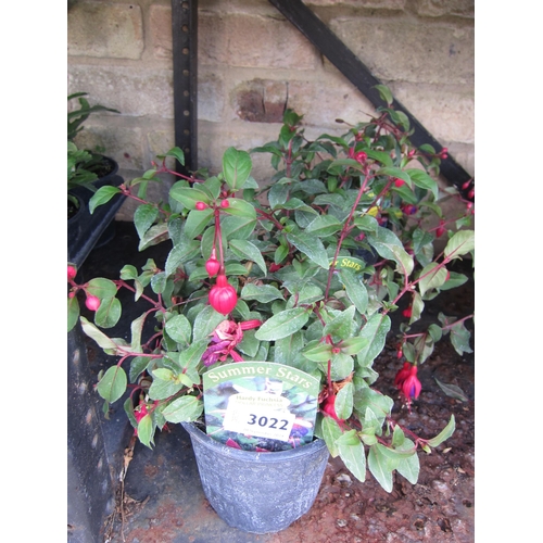 3022 - 3 hardy Fuchsia 