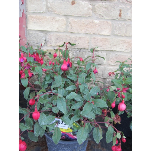 3023 - 3 hardy Fuchsia 