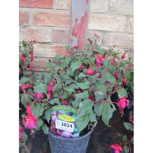 3024 - 3 hardy Fuchsia 