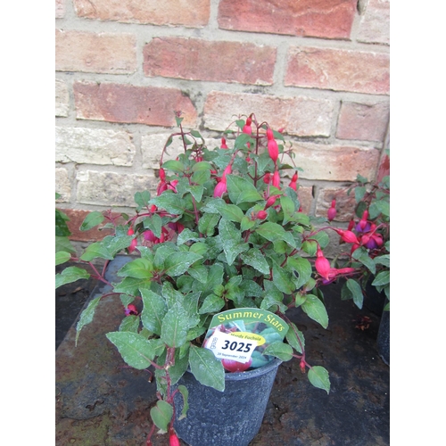 3025 - 3 hardy Fuchsia 