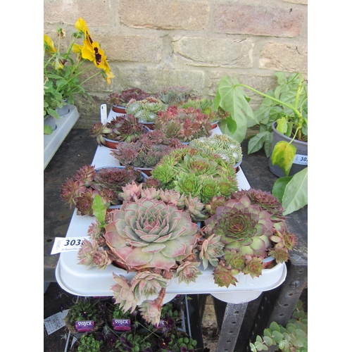 3036 - 12 Sempervivum