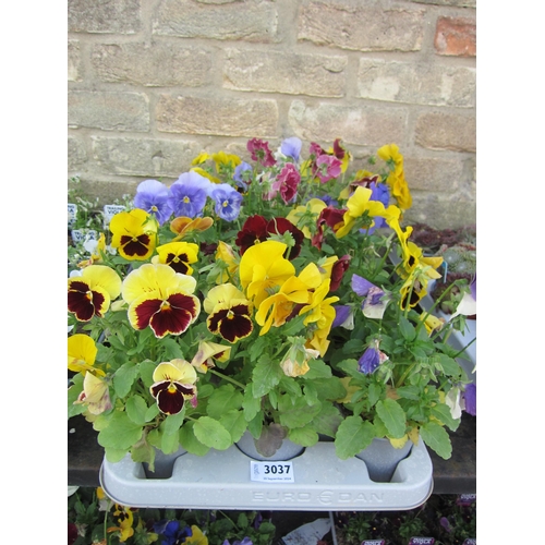 3037 - 15 Pansy pots