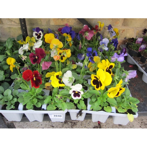 3040 - 36 mixed Pansy