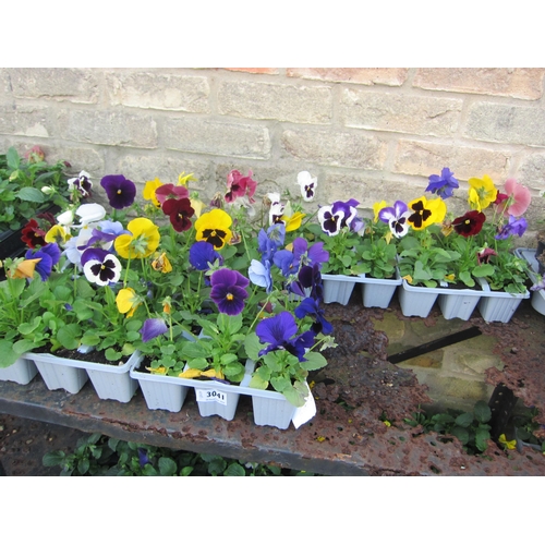 3041 - 36 mixed Pansy