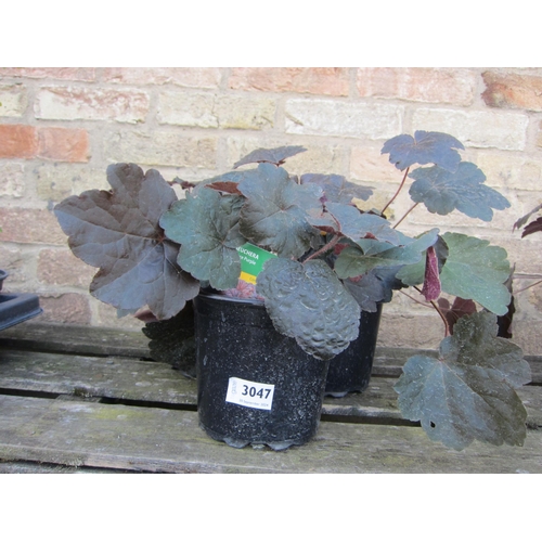 3047 - 3 Heuchera 