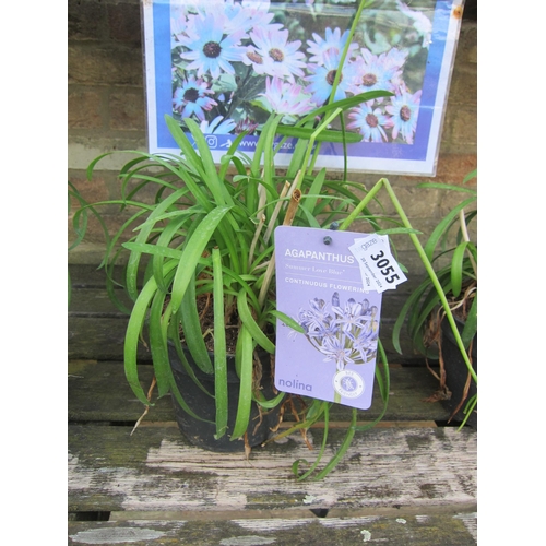 3055 - A blue Agapanthus