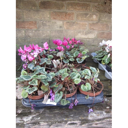 3057 - 10 mini Cyclamen