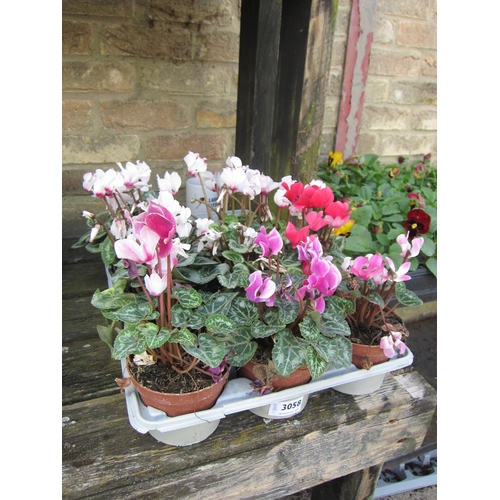 3058 - 10 mini Cyclamen