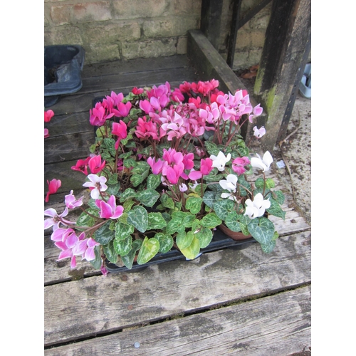 3059 - 10 mini Cyclamen