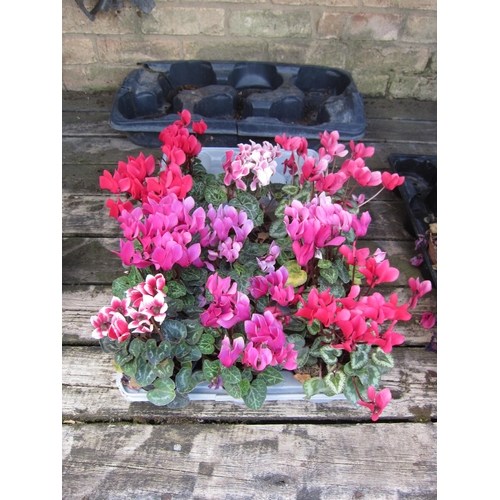 3060 - 10 mini Cyclamen