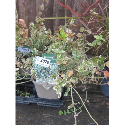 3070 - A Euonymus 