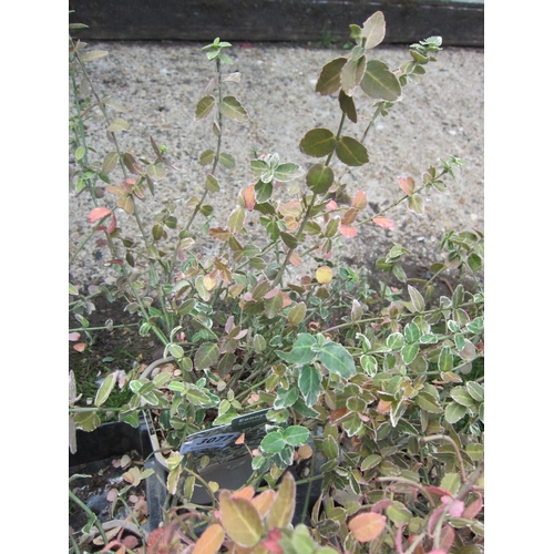 3077 - A Euonymus 