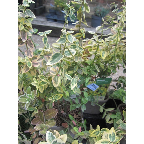 3079 - A Euonymus 