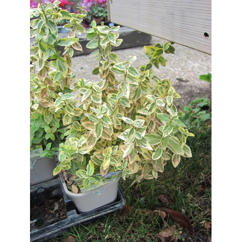 3088 - A Euonymus 