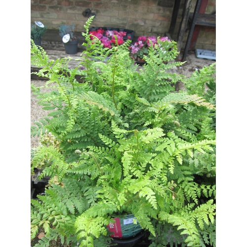 3089 - 3 Polystichum Fern