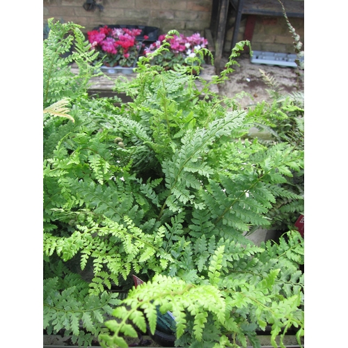 3090 - 3 Polystichum Fern