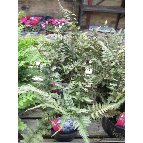 3091 - 3 Athyrium Fern