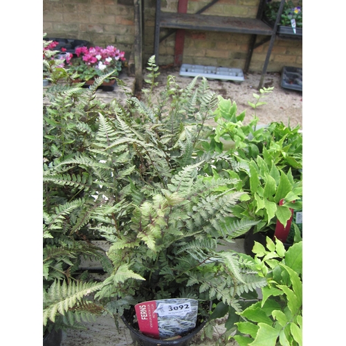 3092 - 3 Athyrium Fern