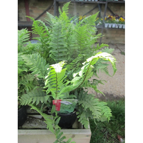 3096 - 3 Dryopteris Fern