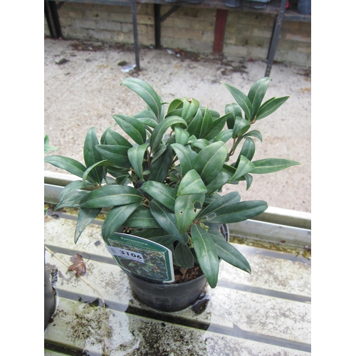 3106 - A Sarcococca 