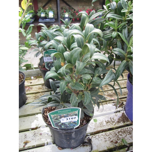 3107 - A Sarcococca 