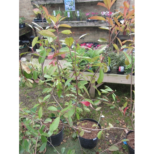 3137 - A Photinia 